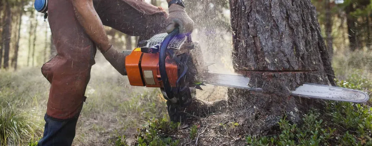Chainsaw operation in timber harvesting