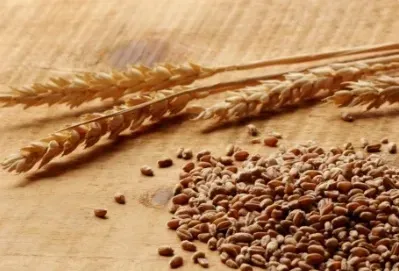 Gluten pszenny
